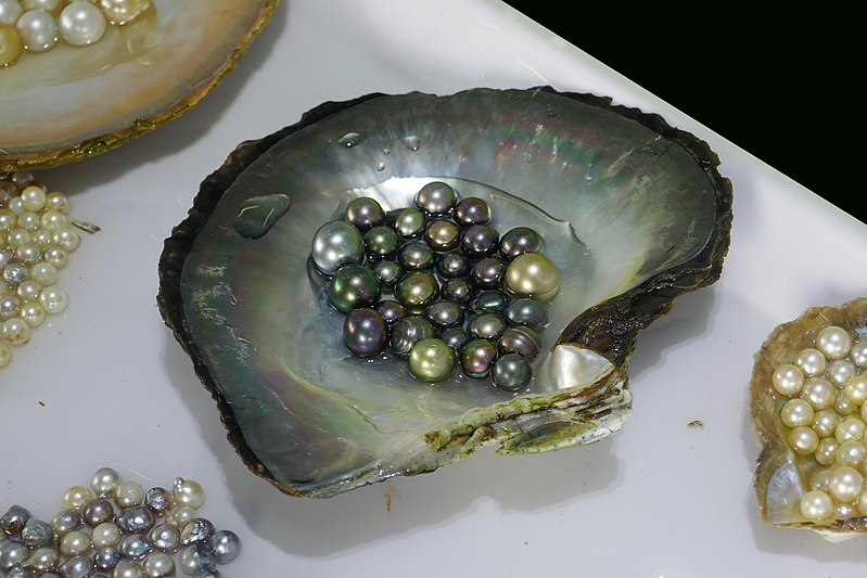 Pearl production and pearl farming in Halong Bay, Vietnam