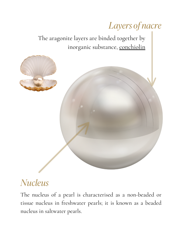 Diagram showing the physical parts of a pearl including layers of nacre and nucleus