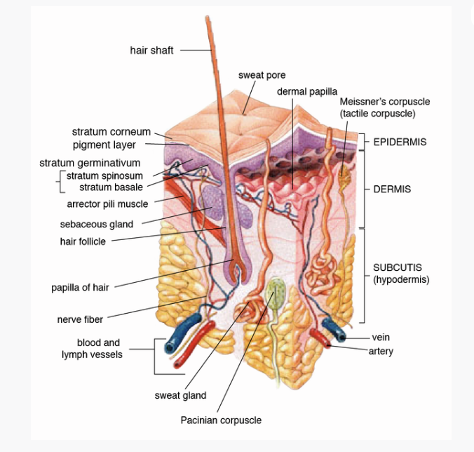 diagram of the pore and its structures